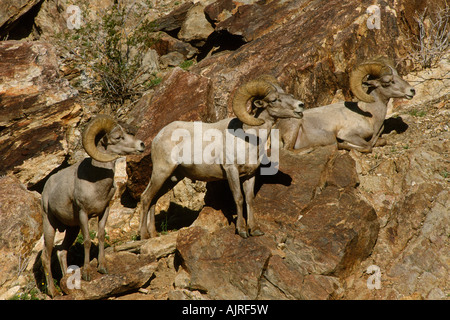 Peninsular Wüste Bighorn Schafe rammt (Ovis Canadensis Cremnobates) Stockfoto