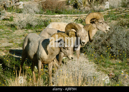 Peninsular Wüste Bighorn Schafe rammt (Ovis Canadensis Cremnobates) Stockfoto