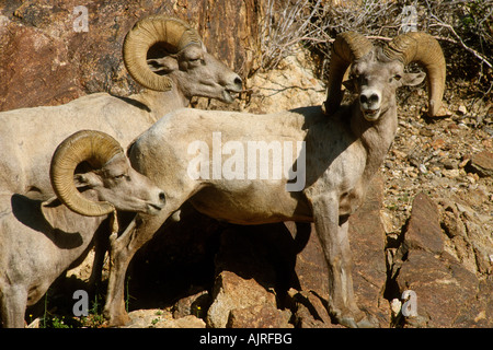 Peninsular Wüste Bighorn Schafe rammt (Ovis Canadensis Cremnobates) Stockfoto