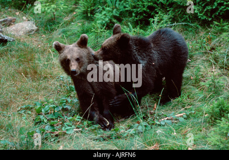 Europäische Braunbären Cubs Ursus arctos Stockfoto