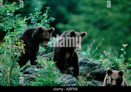 Europäische Braunbären Cubs Ursus arctos Stockfoto