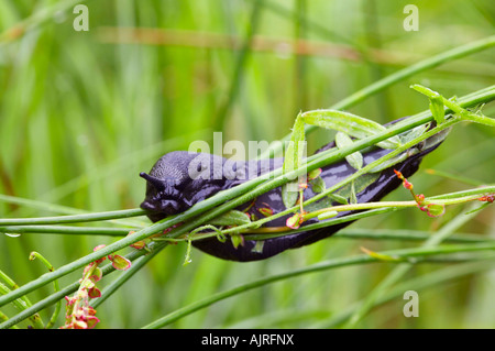 Große schwarze Schnecke auf Gräser in Sawbridgeworth Sümpfe, Essex Stockfoto