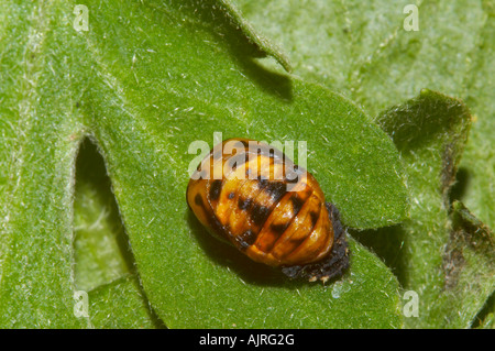 Sieben gefleckten Marienkäfer Puppe auf Blatt im Garten, Essex Stockfoto