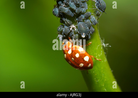 Creme-Ort Marienkäfer ernähren sich von Blackfly, Essex Garten Stockfoto