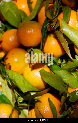 Satsuma Clementine [Zitrusfrucht] Stockfoto
