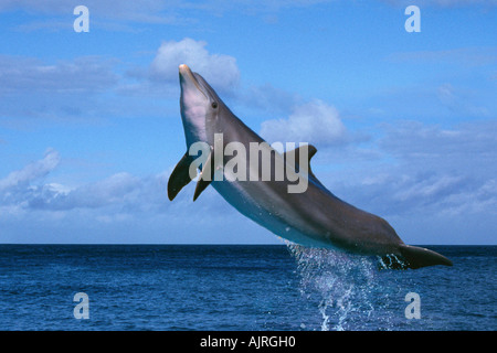 Bottlenose Dolphin Tursiops truncatus Stockfoto