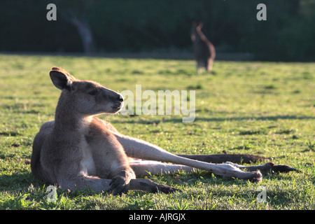 Östliche graue Känguru, Macropus Giganteus, einzelne Erwachsene Festlegung Stockfoto