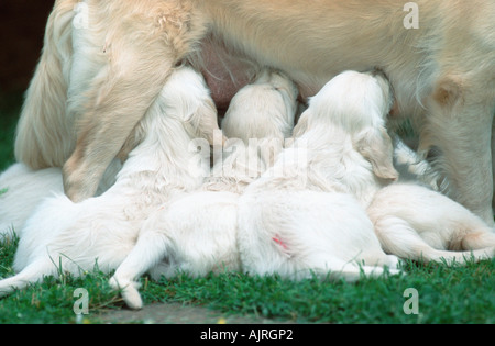 Golden Retriever Welpen 7 Wochen Stockfoto