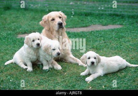 Golden Retriever Welpen 7 Wochen Stockfoto