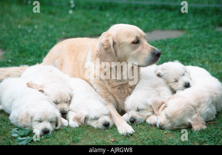 Golden Retriever Welpen 7 Wochen Stockfoto