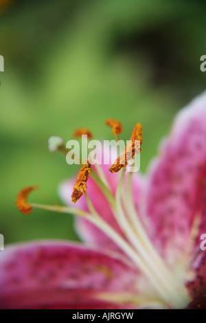 Nahaufnahme von rosa Taglilie Stockfoto