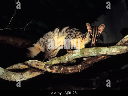 Owston's Palm Civet (Chrotogale owstoni), Captive, Carnivore Center, CUC Phuong National Park, Vietnam Stockfoto