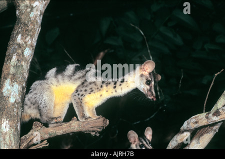 Owston's Palm Civet (Chrotogale owstoni), Captive, Carnivore Center, CUC Phuong National Park, Vietnam Stockfoto