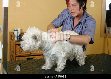 Frau Trimmen von West Highland White Terrier Westie Stockfoto