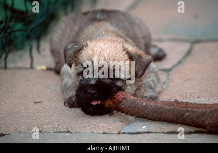 Cairn Terrier Welpen 6 Wochen nagen auf Ast Stockfoto