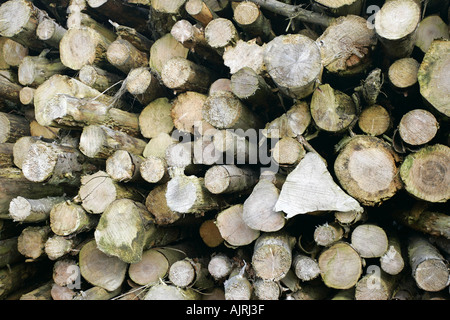 Sammlung von gefällten Baumstämmen aufgetürmt, County Antrim-Nordirland Stockfoto