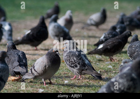 Tauben im Park. Russell Square, Bloomsbury, Camden, London, England Stockfoto