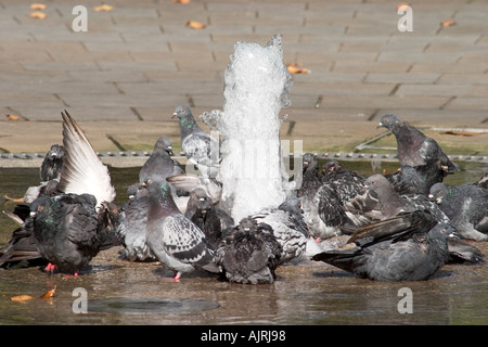 Tauben in Brunnen zu waschen. Russell Square, Bloomsbury, Camden, London, England Stockfoto