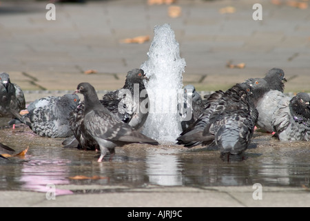 Tauben in Brunnen zu waschen. Russell Square, Bloomsbury, Camden, London, England Stockfoto