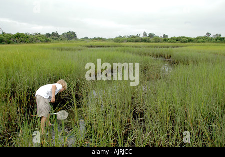 Acht Jahre alten Jungen auf der Suche nach blauen Krabben in den Sumpf Gras, Feuchtgebiete, der polpis Hafen, Nantucket Island, Massachusetts, USA. Stockfoto