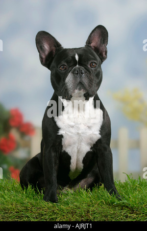 Französische Bulldogge Franzoesische Bulldogge französischen Bulldogge Stockfoto