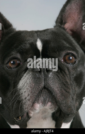 Französische Bulldogge Franzoesische Bulldogge französischen Bulldogge Stockfoto