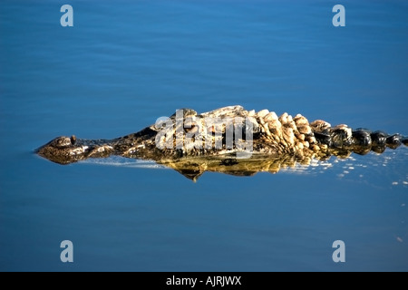 Schwarze Kaimane, die melanosuchus Niger im Wasser Mamirauá nachhaltige Entwicklung lauert, reservieren Amazonas Brasilien Stockfoto