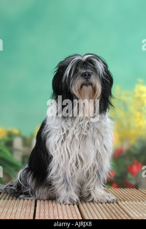 Polnischen Tiefland Sheepdog PON Polski Owcarek Nizinny Stockfoto