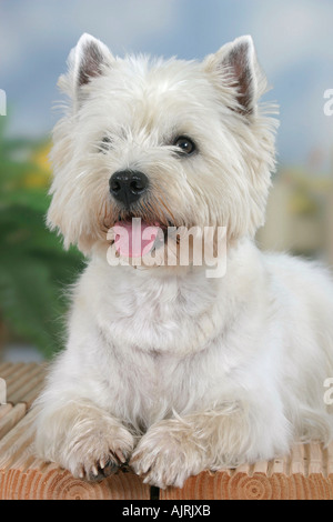 West Highland White Terrier Westie Stockfoto