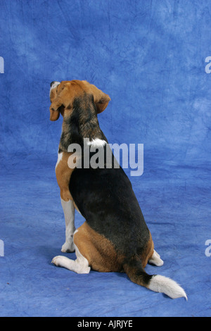 Beagle Stockfoto