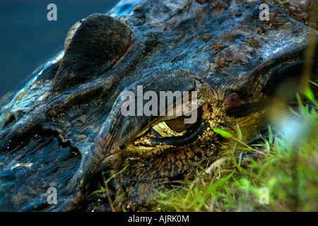 Schwarzen Cayman, die Melanosuchus Niger im Wasser Mamirauá nachhaltige Entwicklung lauert reservieren Amazonas Brasilien Stockfoto