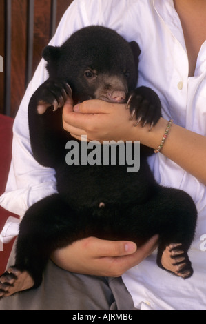 Von Hand erhobener Sonnenbär (Helarctos malayanus), der aus dem Wildtierhandel, dem Phnom Tamao Zoo und dem Wildlife Rescue Center, Kambodscha, gerettet wurde Stockfoto