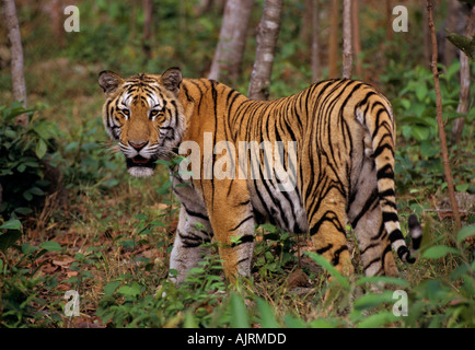 Indochinesischer Tiger (Panthera tigris corbetti). Phnom Tamao Zoo, Kambodscha Stockfoto