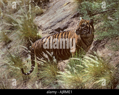 Sumatra-Tiger (Panthera Tigris Sumatrae), gefangen Stockfoto