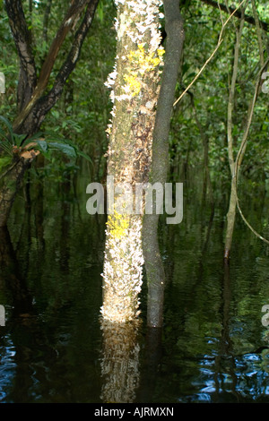 Flechten wachsen auf Baumstamm Mamirauá nachhaltige Entwicklung reservieren Amazonas Brasilien Stockfoto