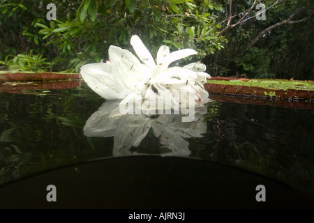 Blume der Victoria Regia oder Seerose Victoria Amazonica ist die größte aller Lilien Mamirauá Amazonas Brasilien Stockfoto