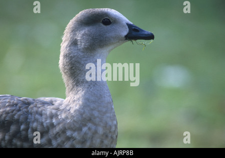 Geflügelte Gans blau / äthiopischen Blue Winged Gans / Abessinier blau geflügelte Gans-Cyanochen Cyanopterus-Familie Anatidae Stockfoto