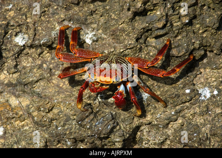 Roter Rock Crab Grapsus Grapsus St. Peter und St. Paul s rockt Atlantik Brasilien Stockfoto