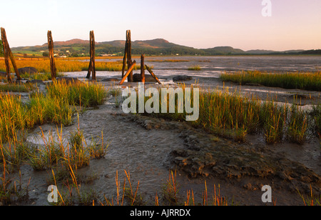 Licht des frühen Morgens auf den Resten der Pfahl Netze entlang der Seite der Auchencairn Bucht auf dem Solway Firth Küste Screel Hügel hinter Stockfoto