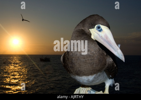 Braune Sprengfallen Sula Leucogaster und Sonnenuntergang St. Peter und St. Paul s Felsen Atlantik Brasilien Stockfoto