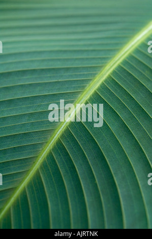 Tropischen Palmblatt hautnah Stockfoto