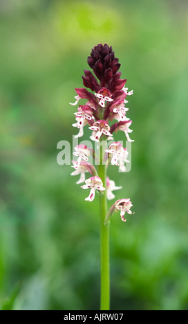 Verbrannte Tipp Orchidee (Orchis Ustulata), fotografiert in den Schweizer Alpen Stockfoto