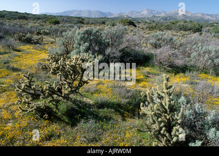 Anza-Borrego Desert State Park Stockfoto
