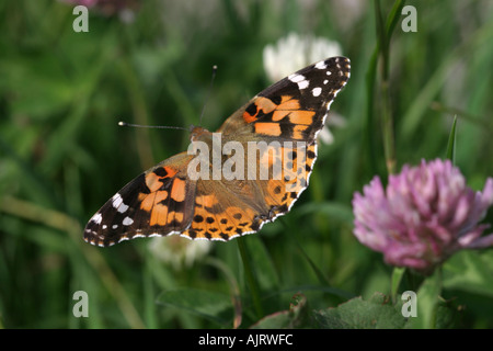 Distelfalter Schmetterling Vanessa Cardui Fütterung auf Klee Stockfoto
