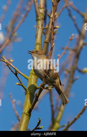 Heckenbraunelle singen im Garten Baum Stockfoto