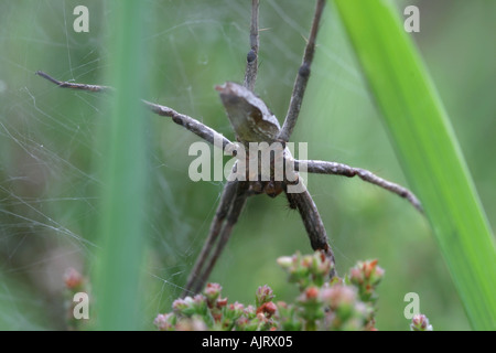 Wolfspinne oder Nursery Web Spider Pisaura Mirabilis auf Heide an Thursley gemeinsamen Surrey Stockfoto