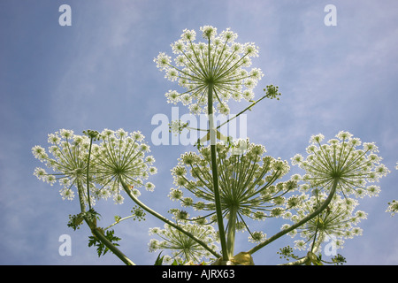 Riesen Bärenklau Heracleum Mantegazzianum gegen blauen Himmel Stockfoto