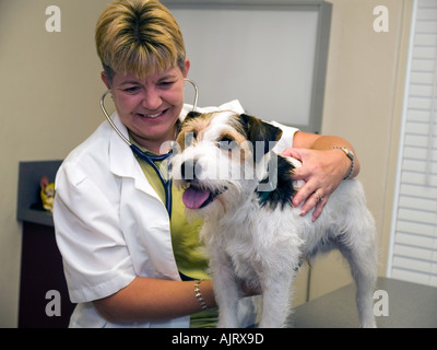 Weibliche Tierarzt kümmert sich um Jack Russel Terrier in pet Klinik. Stockfoto
