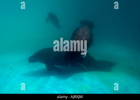 Amazonas-Manati Trichechus Inunguis gefährdet Manaus Amazonas Brasilien c Stockfoto