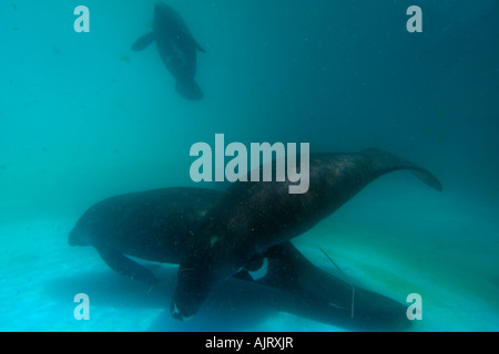 Amazonas-Manati Trichechus Inunguis gefährdet Manaus Amazonas Brasilien c Stockfoto